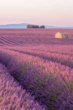 Load image into Gallery viewer, Summer Collection Bundle
